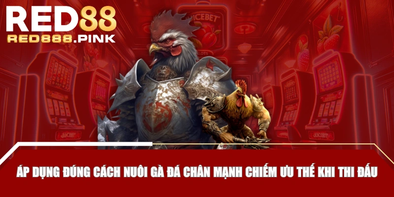 Áp dụng đúng cách nuôi gà đá chân mạnh chiếm ưu thế khi thi đấu