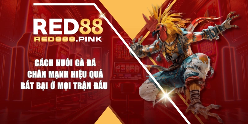 Cách Nuôi Gà Đá Chân Mạnh Hiệu Quả, Bất Bại Ở Mọi Trận Đấu