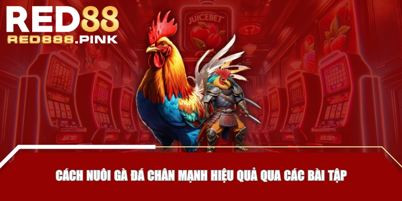 Cách nuôi gà đá chân mạnh tốt nhờ vào dinh dưỡng và chăm sóc