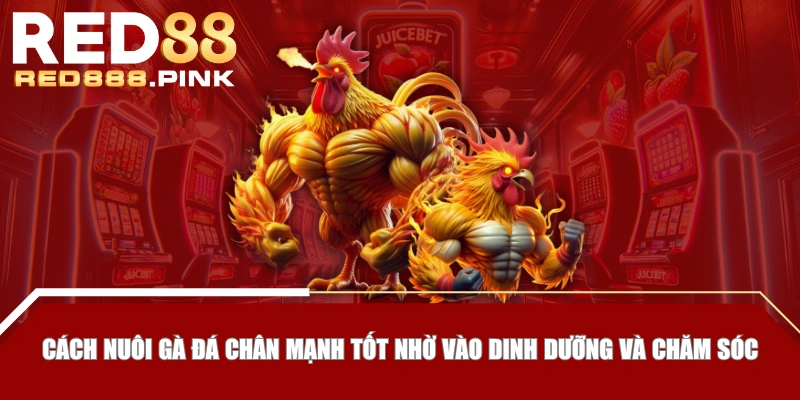 Cách nuôi gà đá chân mạnh hiệu quả qua các bài tập