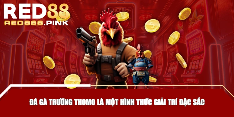 Đá gà trường Thomo là một hình thức giải trí đặc sắc