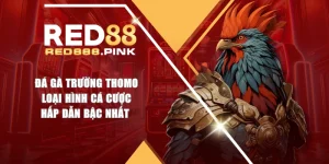 Đá Gà Trường Thomo - Loại Hình Cá Cược Hấp Dẫn Bậc Nhất