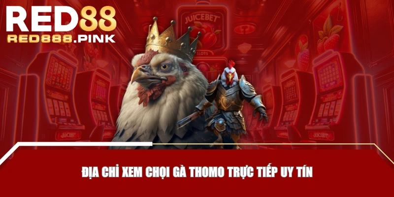 Địa chỉ xem chọi gà Thomo trực tiếp uy tín