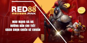 Màu Mạng Gà Đá - Hướng Dẫn Chi Tiết Cách Chọn Chiến Kê Chuẩn